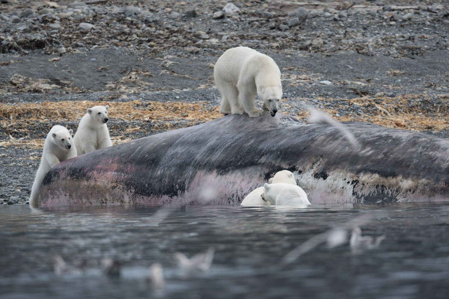 10 choses à savoir sur l ours polaire Faune Arctique Grands Espaces