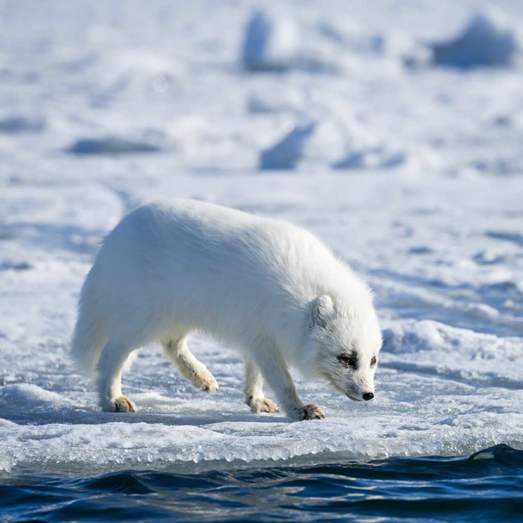 Quels sont les animaux vivant en Arctique (Pôle Nord) ?
