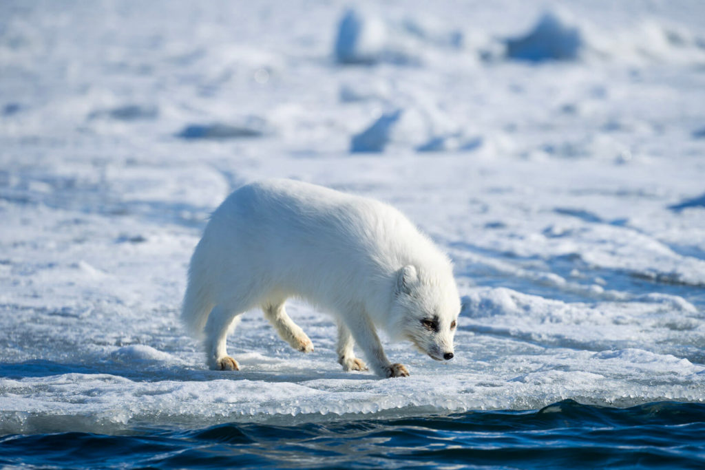 Le renard polaire - Faune Arctique - Grands Espaces