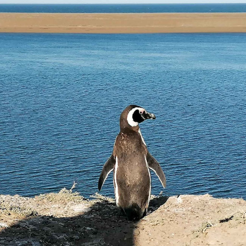 Pinguin Images – Parcourir 15,413 le catalogue de photos, vecteurs et  vidéos