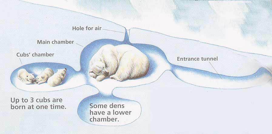 Comment fait l'ourse polaire pour respirer dans sa tanière sous la neige ?  Valentine, 8 ans - Images Doc