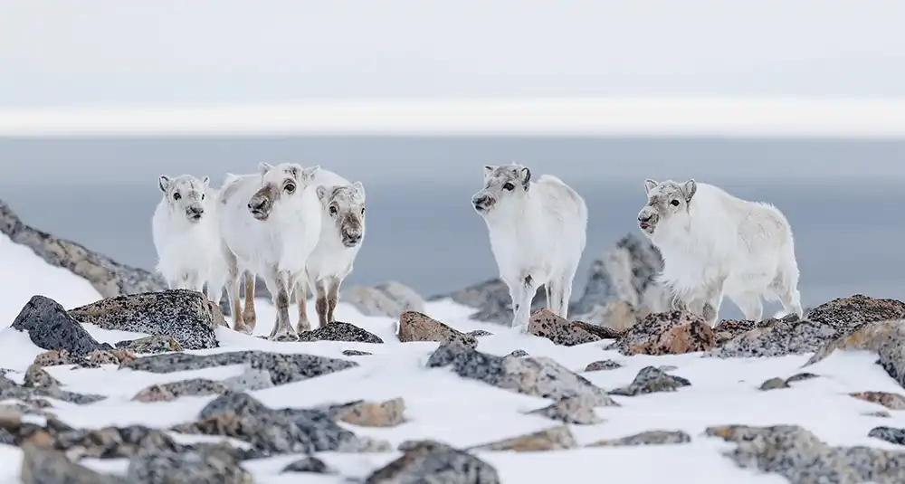 Rennes du Svalbard