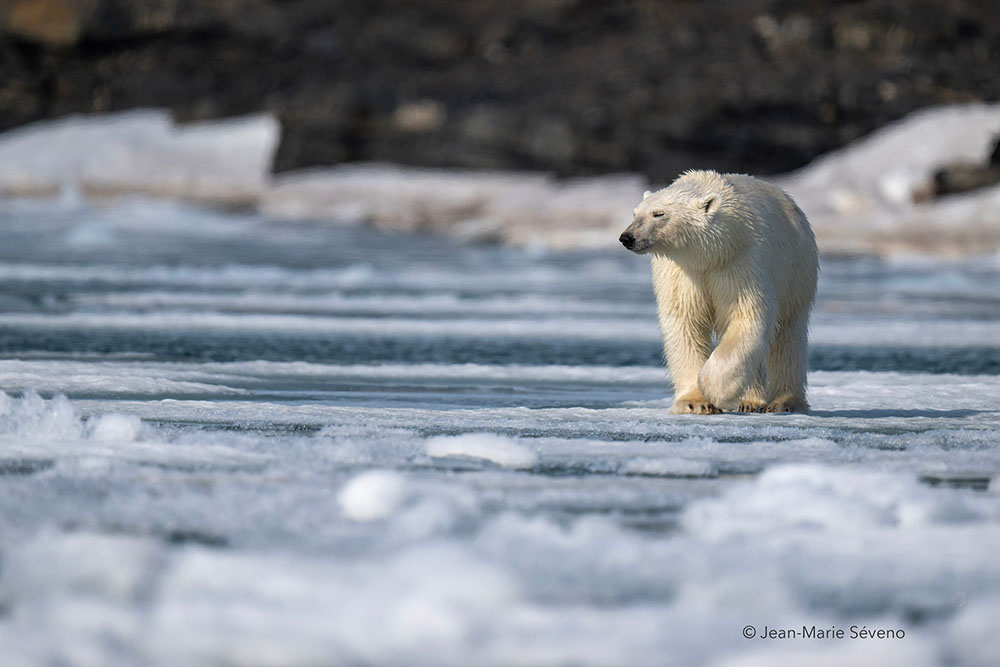 Ours banquise ©Seveno