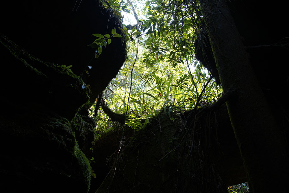 Forêt amazonienne