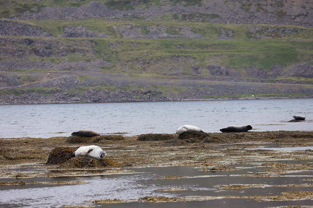 Phoques comuns Islande