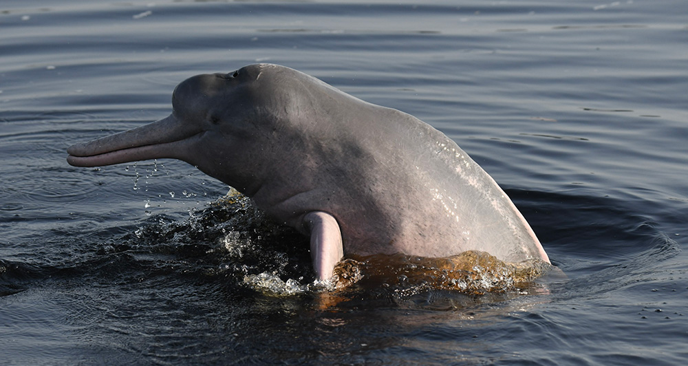 Botto - Dauphin Rose