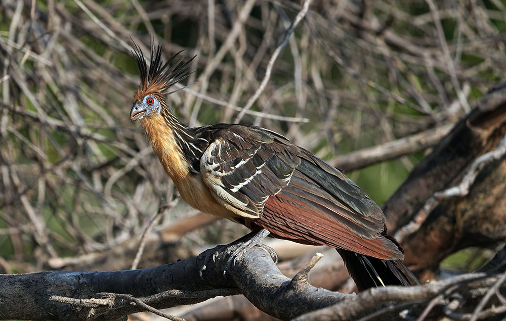 Hoazin Amazonie