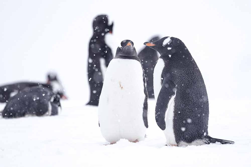 Manchots papou Antarctique