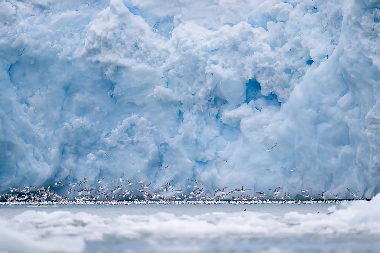 Oiseaux devant glacier ©Seveno