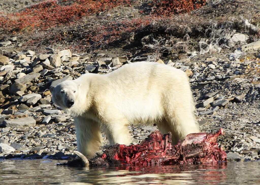 Ours carcasse boeuf ©Fabrice Capber