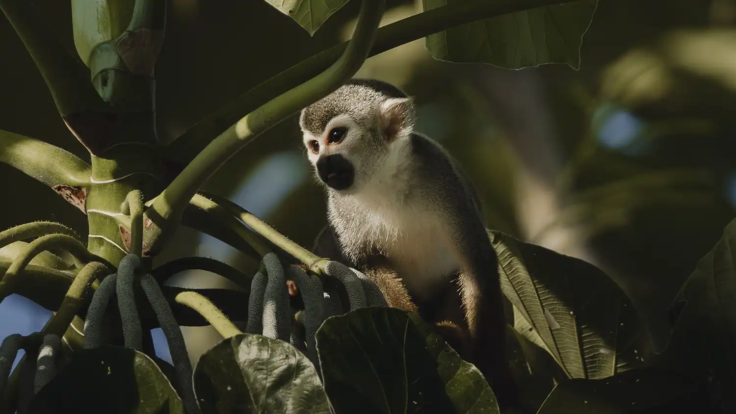 Singe ecureil Amazonie 